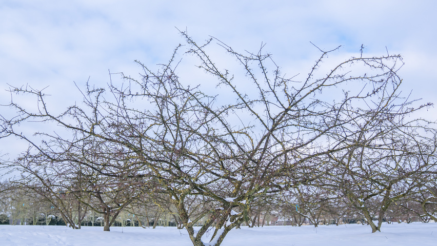 Malus toringo 'Sargent's Elegant' multi-stem
