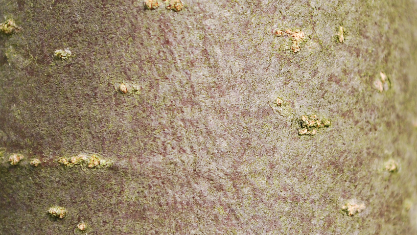 Malus toringo 'Scarlett' tronc