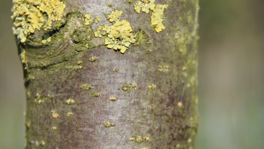 Malus toringo 'Scarlett' tronc