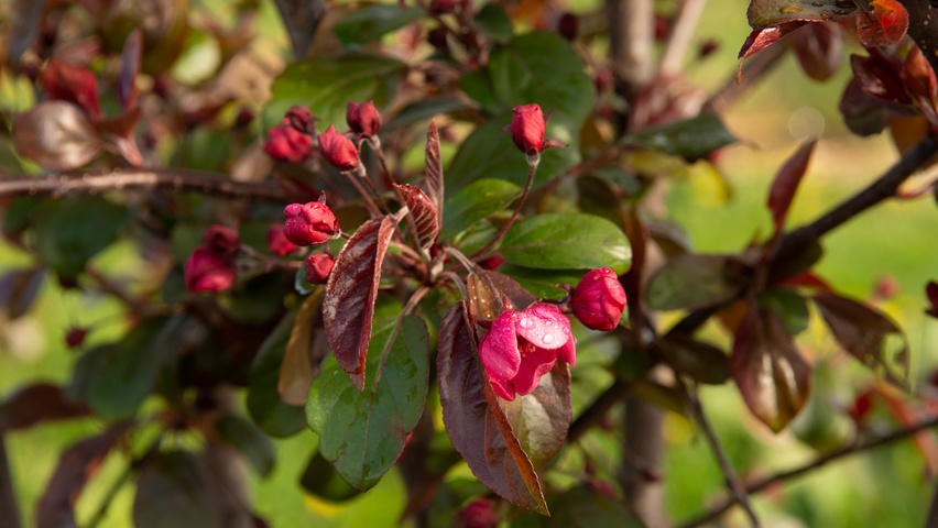 Malus toringo 'Scarlett' fleurs