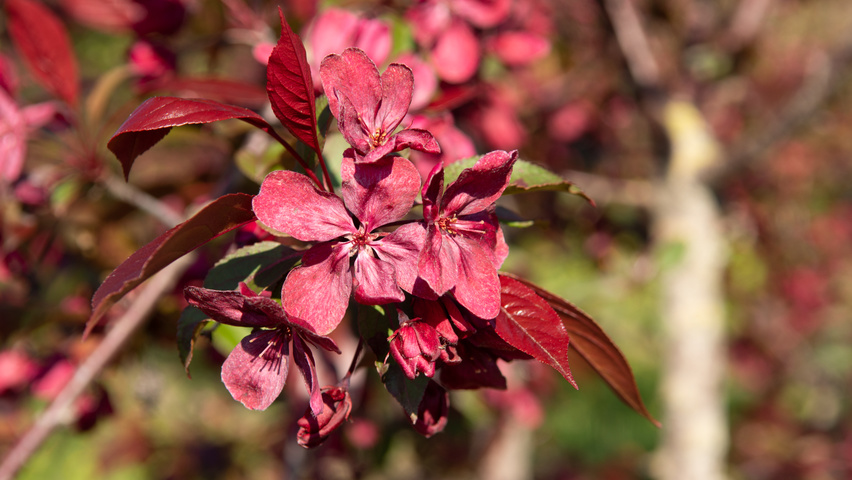 Malus toringo 'Scarlett' fleurs