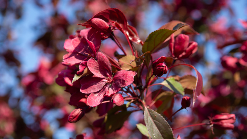 Malus toringo 'Scarlett' fleurs