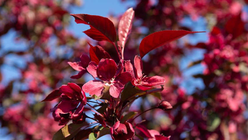 Malus toringo 'Scarlett' fleurs