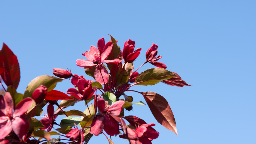 Malus toringo 'Scarlett' fleurs