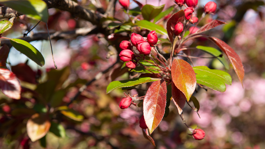 Malus toringo 'Scarlett' fleurs