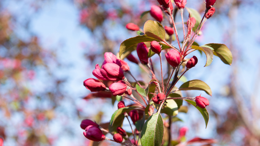 Malus toringo 'Scarlett' fleurs