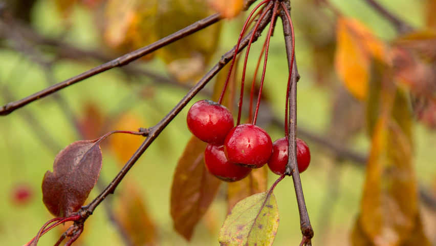 Malus toringo 'Scarlett' fruits