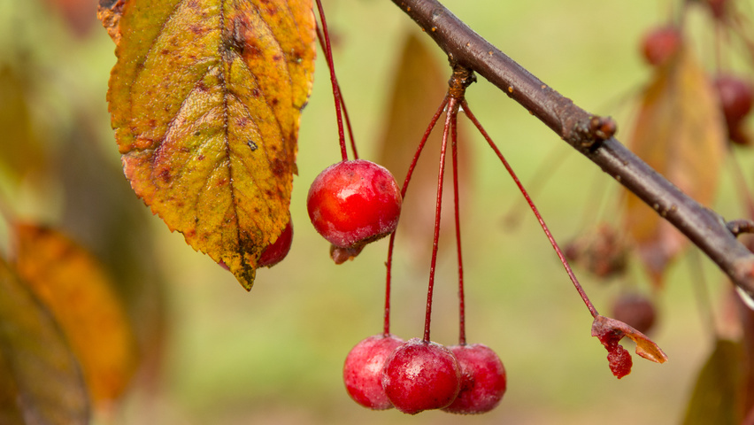 Malus toringo 'Scarlett' fruits