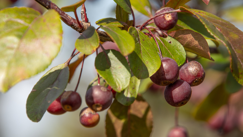 Malus toringo 'Scarlett' fruits
