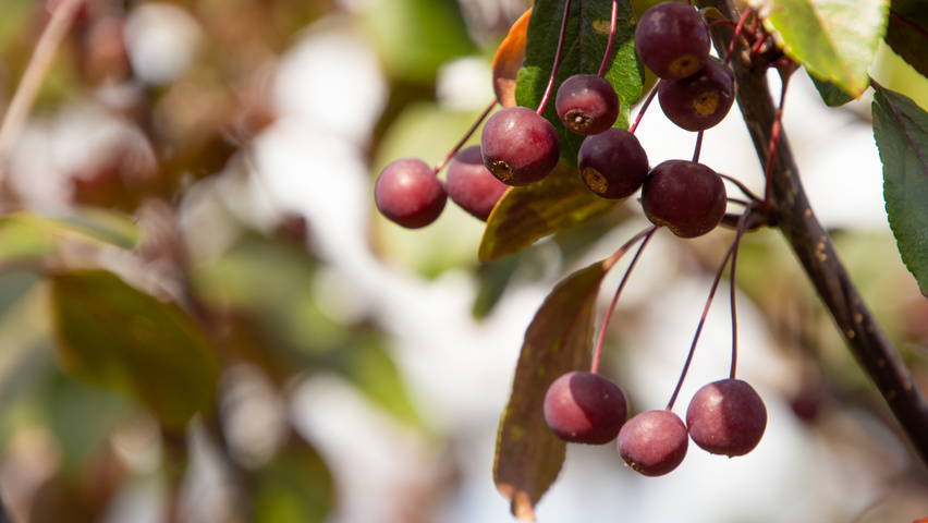 Malus toringo 'Scarlett' fruits