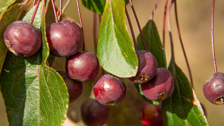 Malus toringo 'Scarlett' fruits