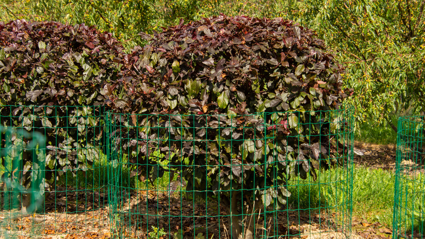 Malus toringo 'Scarlett' boule