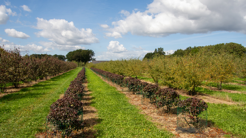 Malus toringo 'Scarlett' boule