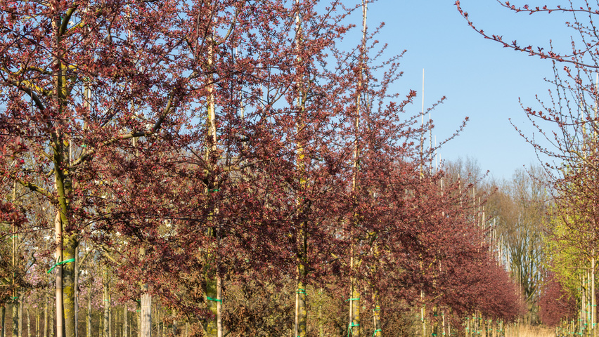 Malus toringo 'Scarlett' haute tige