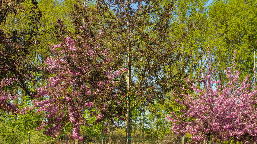 Malus toringo 'Scarlett' haute tige
