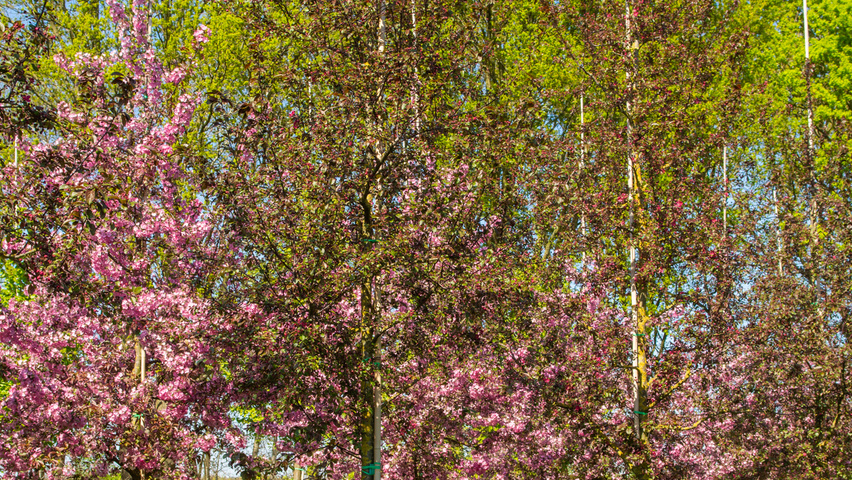 Malus toringo 'Scarlett' haute tige