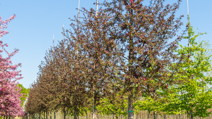 Malus toringo 'Scarlett' haute tige