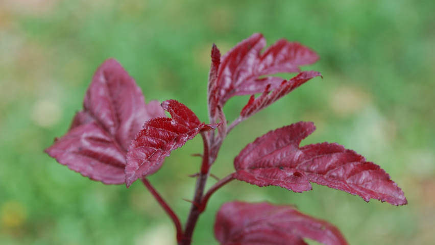 Malus toringo 'Scarlett' Feuilles