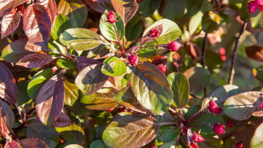 Malus toringo 'Scarlett' Feuilles