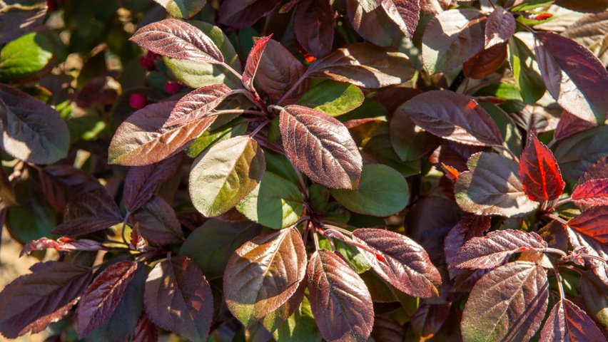 Malus toringo 'Scarlett' Feuilles