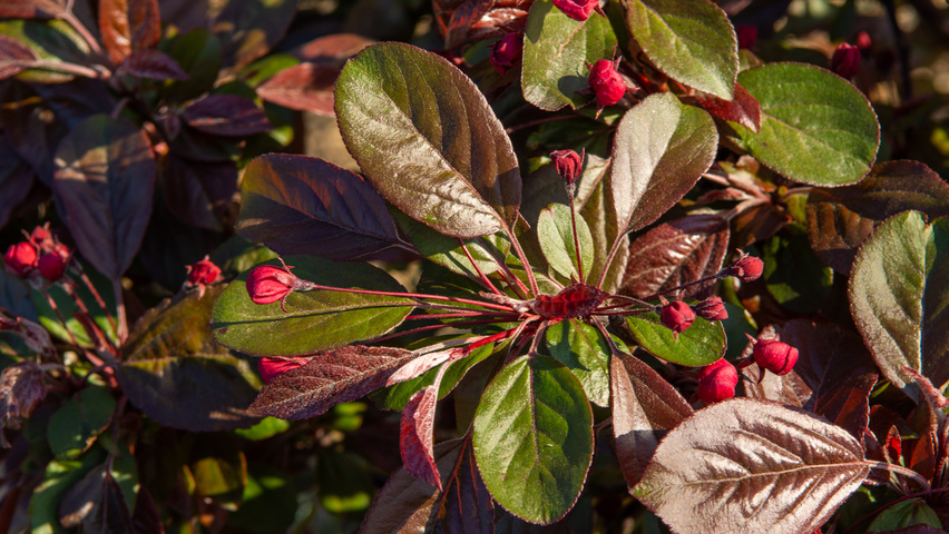 Malus toringo 'Scarlett' Feuilles