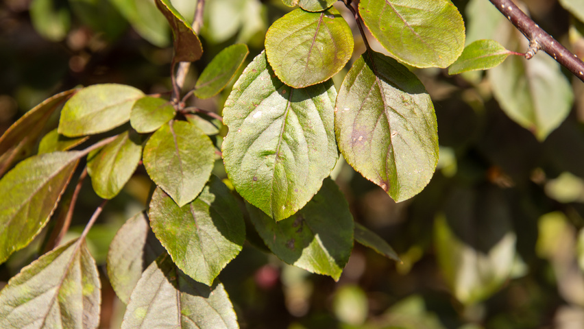 Malus toringo 'Scarlett' Feuilles