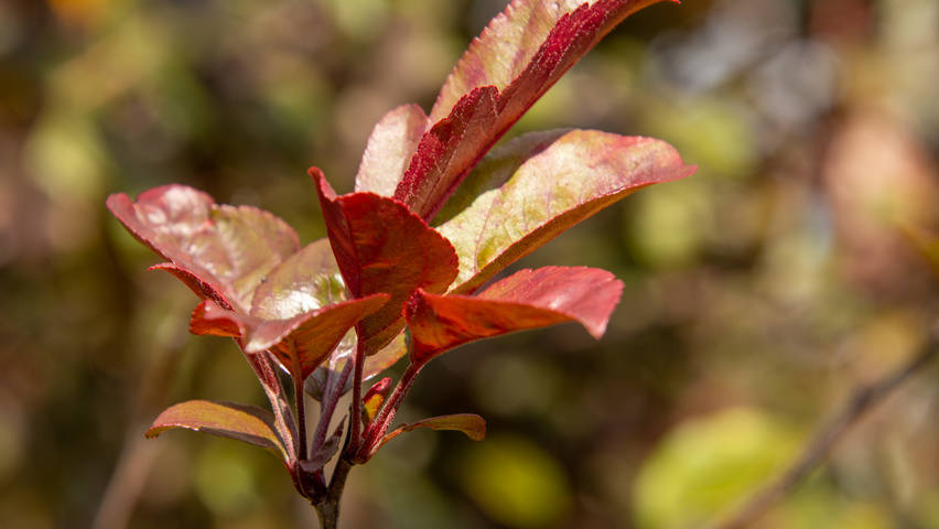 Malus toringo 'Scarlett' Feuilles