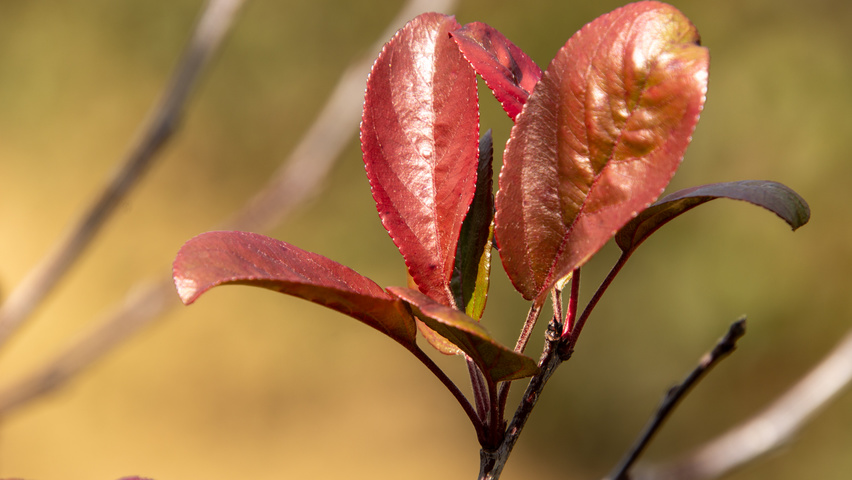 Malus toringo 'Scarlett' Feuilles