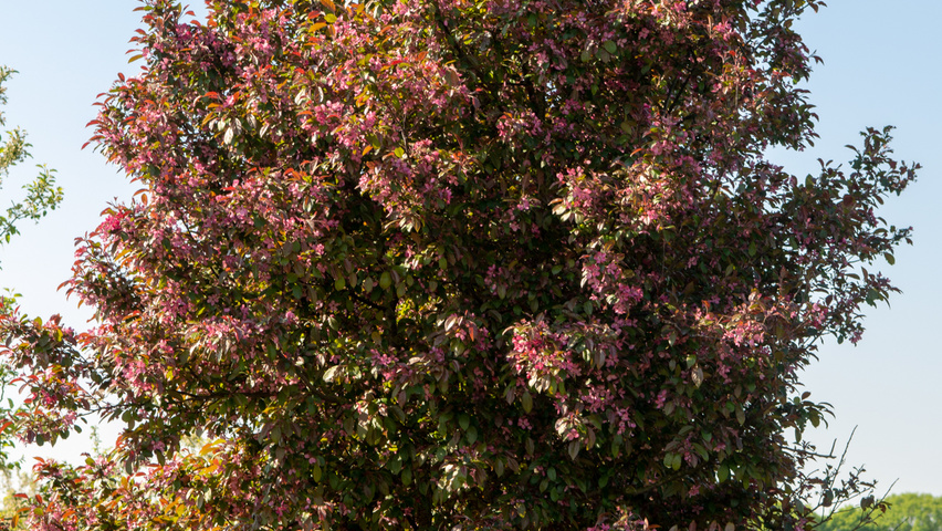 Malus toringo 'Scarlett' multi-troncs