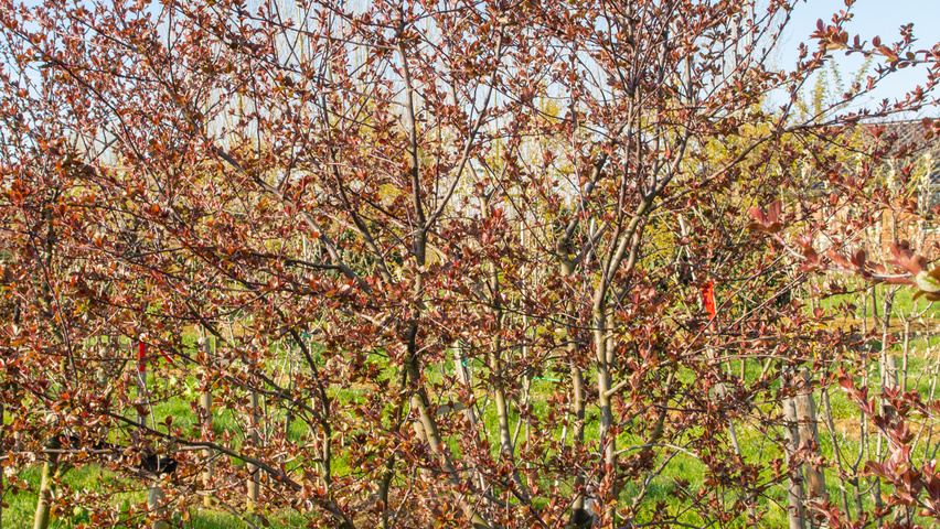 Malus toringo 'Scarlett' multi-troncs