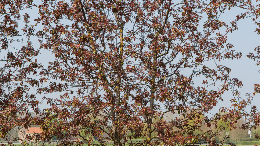 Malus toringo 'Scarlett' multi-troncs