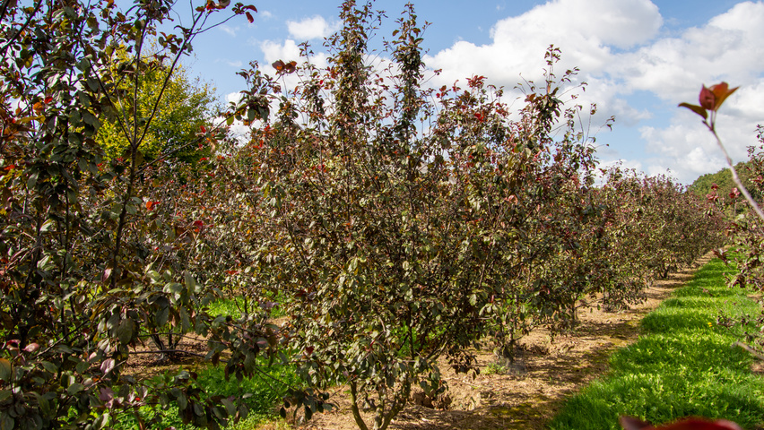 Malus toringo 'Scarlett' multi-troncs