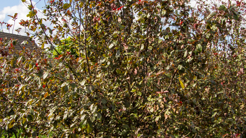 Malus toringo 'Scarlett' multi-troncs