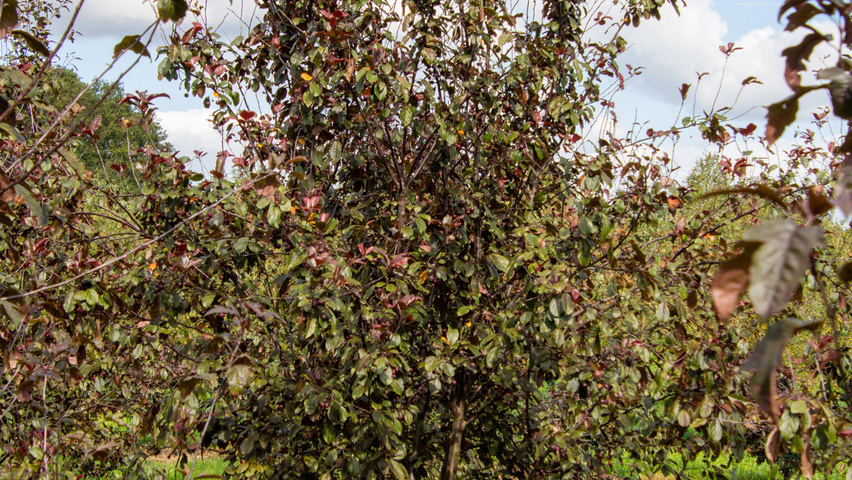 Malus toringo 'Scarlett' multi-troncs