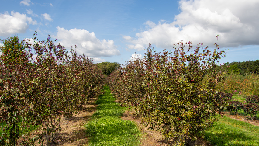 Malus toringo 'Scarlett' multi-troncs