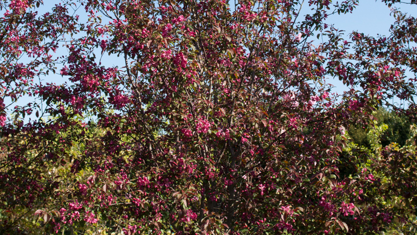 Malus toringo 'Scarlett' multi-troncs forme parasol