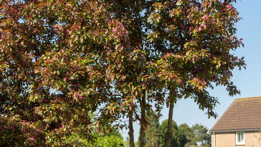 Malus toringo 'Scarlett' multi-troncs forme parasol