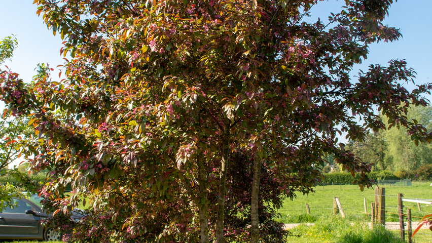 Malus toringo 'Scarlett' multi-troncs forme parasol