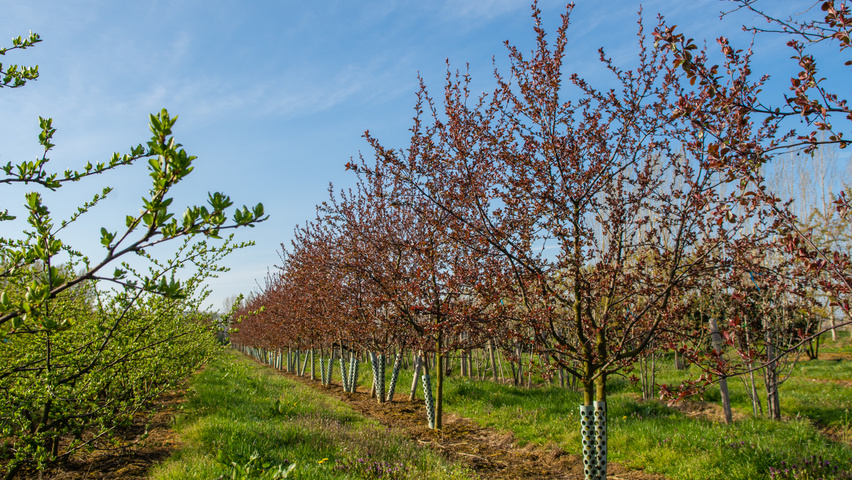 Malus toringo 'Scarlett' multi-troncs forme parasol
