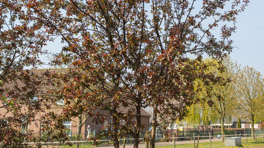 Malus toringo 'Scarlett' multi-troncs forme parasol