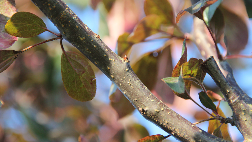 Malus toringo 'Scarlett' rameaux