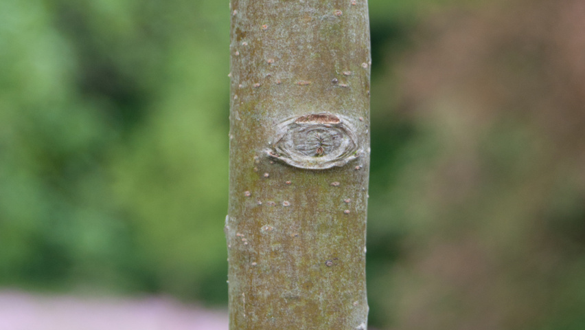 Malus toringo 'Tina' kora