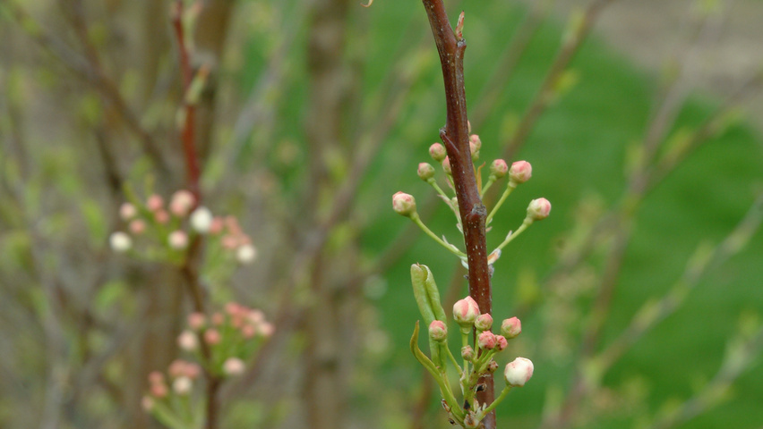 Malus toringo 'Tina' kwiaty