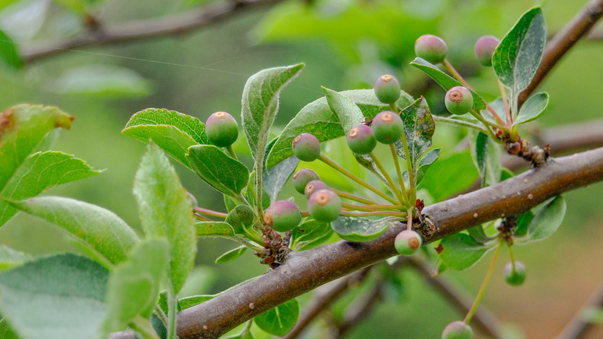 Malus toringo 'Tina' owoce