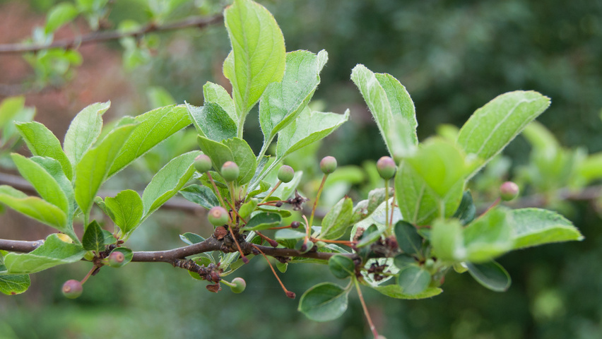 Malus toringo 'Tina' liście