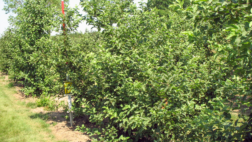 Malus toringo 'Tina' krzewy soliterowe
