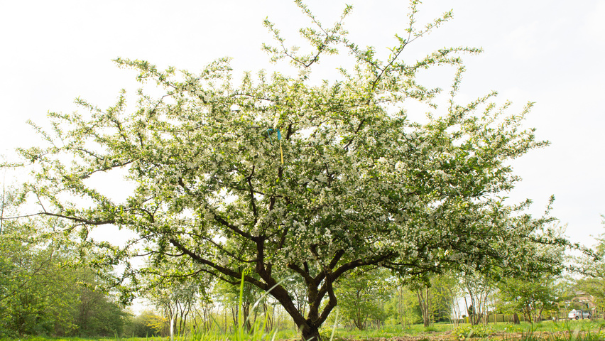 Malus toringo var. sargentii mehrstämmige