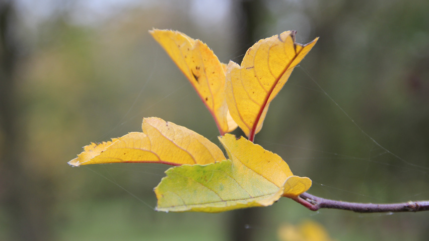 Malus toringo var. sargentii Herbstblatt