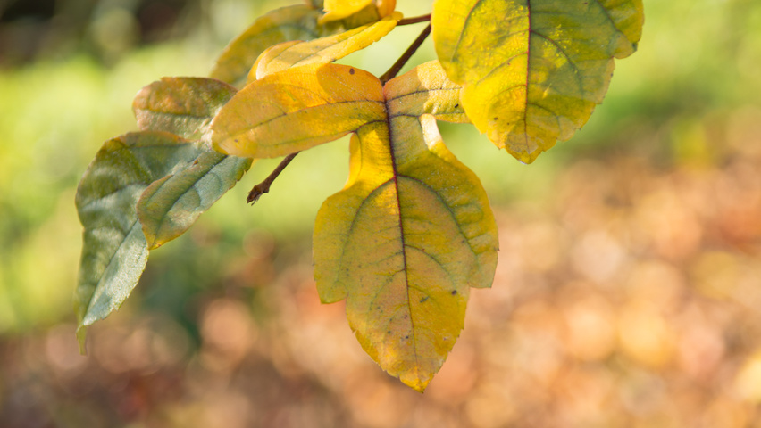 Malus toringo var. sargentii Herbstblatt