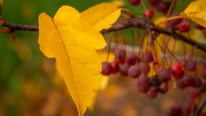Malus toringo var. sargentii Herbstblatt